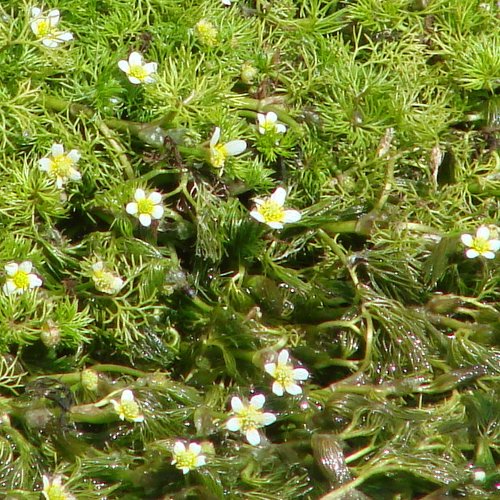 Gewöhnlicher Haar-Wasserhahnenfuss / Ranunculus trichophyllus