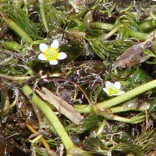 Gewöhnlicher Haar-Wasserhahnenfuss / Ranunculus trichophyllus