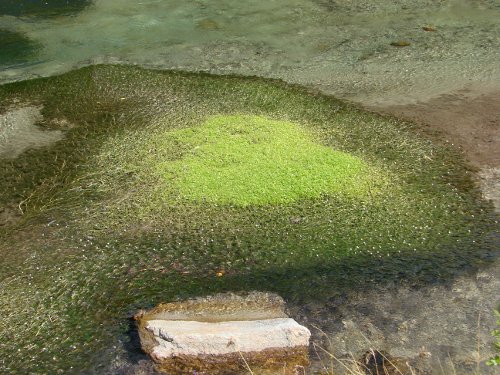 Gewöhnlicher Haar-Wasserhahnenfuss / Ranunculus trichophyllus