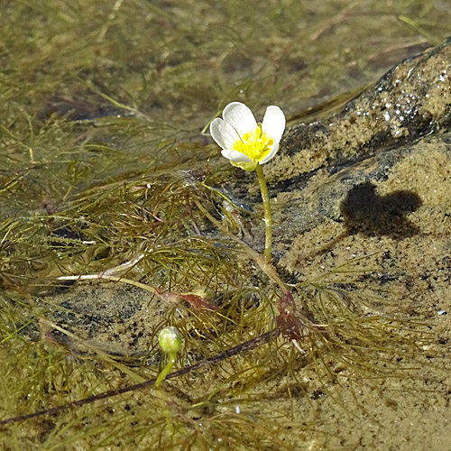 Brunnen-Haar-Wasserhahnenfuss / Ranunculus trichophyllus subsp. eradicatus