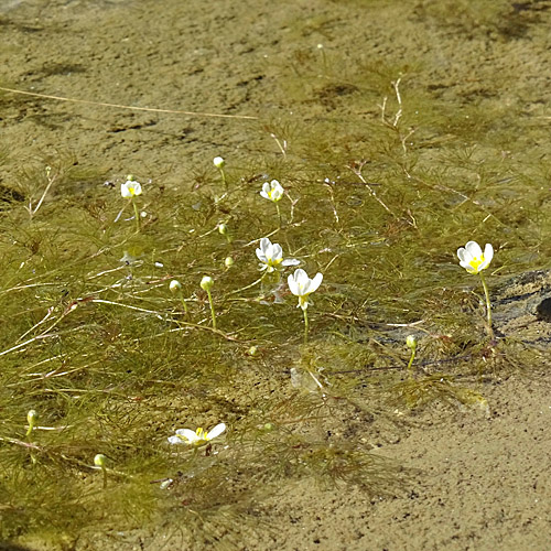 Brunnen-Haar-Wasserhahnenfuss / Ranunculus trichophyllus subsp. eradicatus