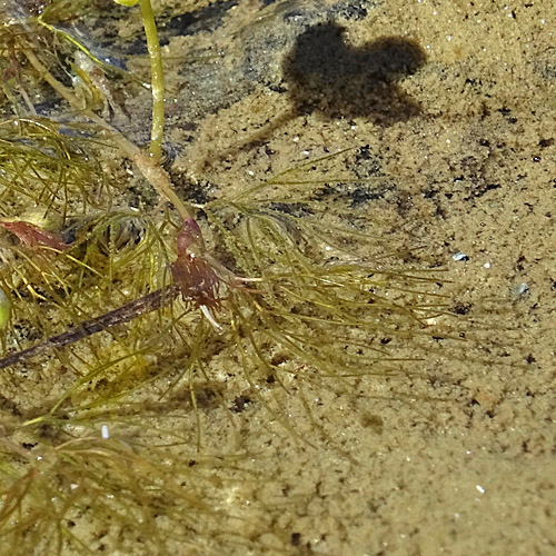 Brunnen-Haar-Wasserhahnenfuss / Ranunculus trichophyllus subsp. eradicatus