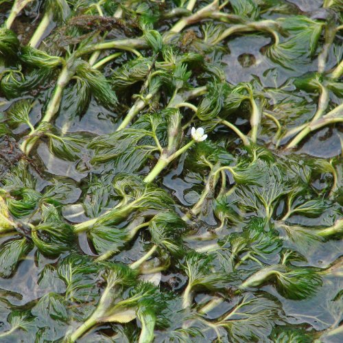 Gewöhnlicher Haar-Wasserhahnenfuss / Ranunculus trichophyllus