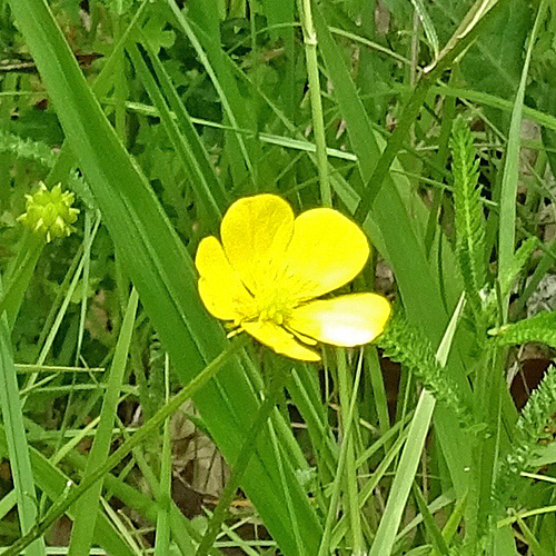 Knolliger Hain-Hahnenfuss / Ranunculus tuberosus