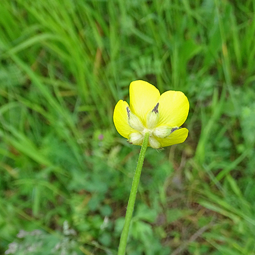 Knolliger Hain-Hahnenfuss / Ranunculus tuberosus