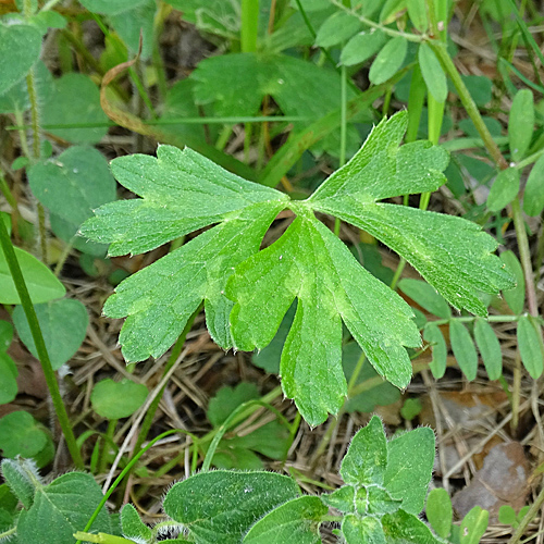 Knolliger Hain-Hahnenfuss / Ranunculus tuberosus