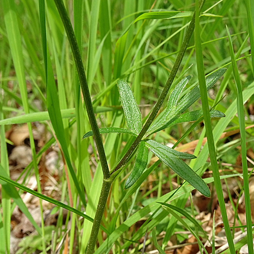 Knolliger Hain-Hahnenfuss / Ranunculus tuberosus