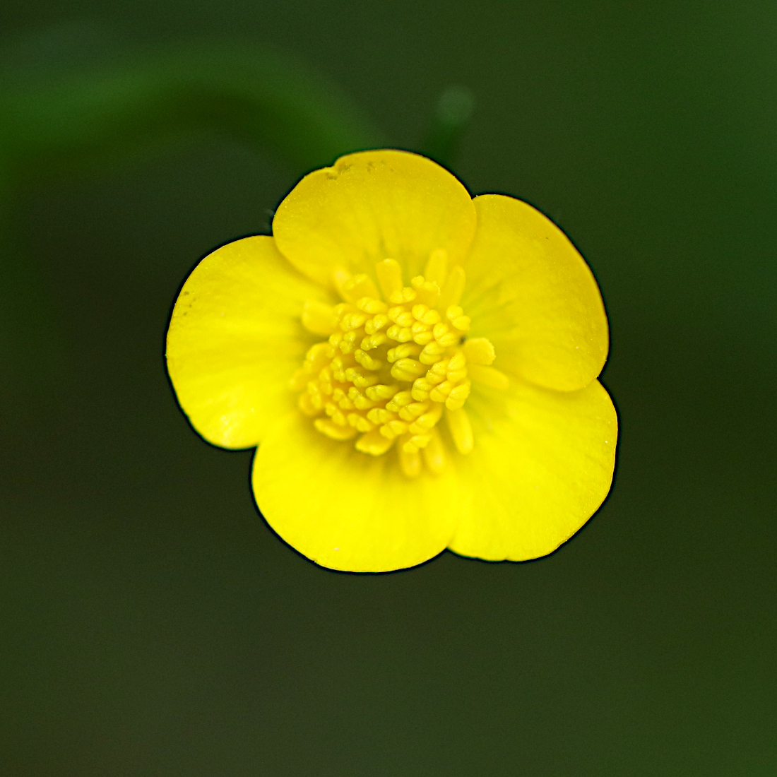 Knolliger Hain-Hahnenfuss / Ranunculus tuberosus