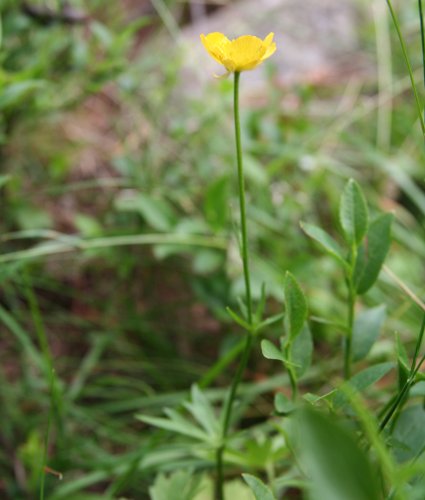 Villars' Berg-Hahnenfuss / Ranunculus villarsii