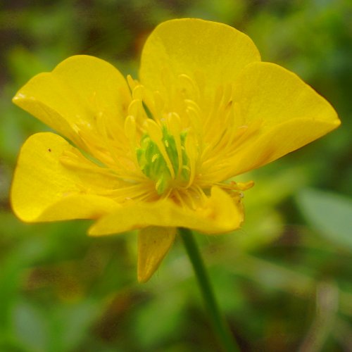 Villars' Berg-Hahnenfuss / Ranunculus villarsii