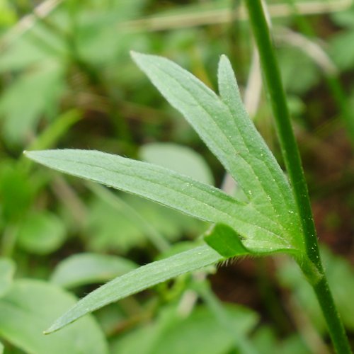Villars' Berg-Hahnenfuss / Ranunculus villarsii