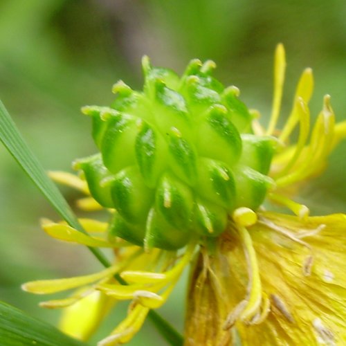 Villars' Berg-Hahnenfuss / Ranunculus villarsii
