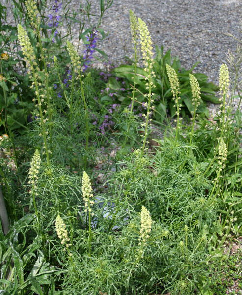 Gelbe Reseda / Reseda lutea