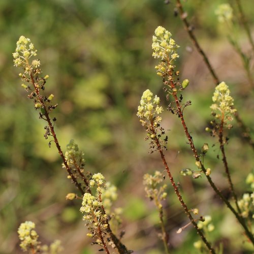 Gelbe Reseda / Reseda lutea