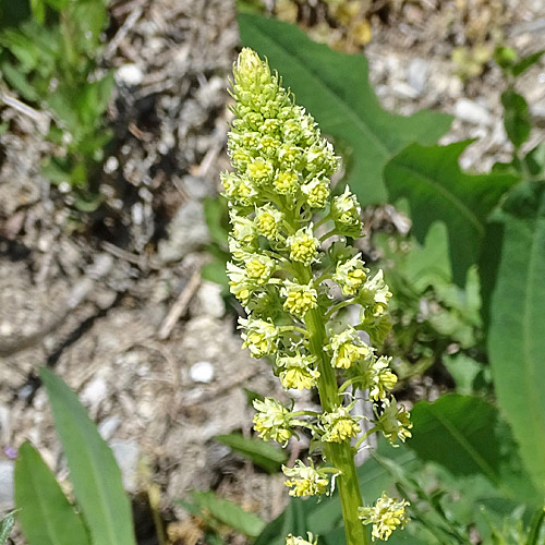 Gelbe Reseda / Reseda lutea