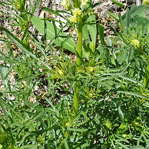 Gelbe Reseda / Reseda lutea