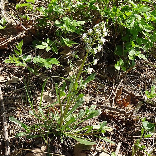 Rapunzel-Reseda / Reseda phyteuma