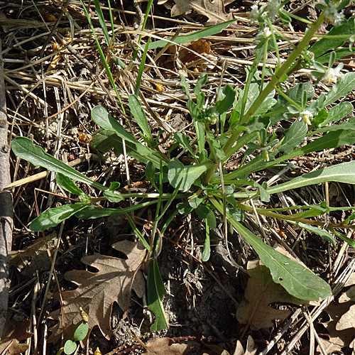 Rapunzel-Reseda / Reseda phyteuma