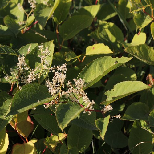 Japanischer Staudenknöterich / Reynoutria japonica