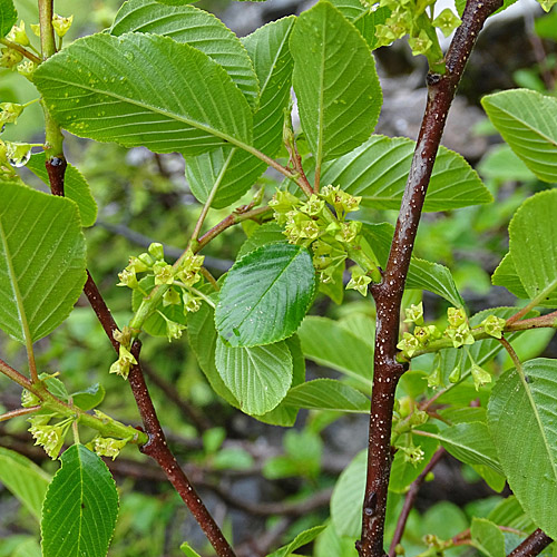 Alpen-Kreuzdorn / Rhamnus alpina