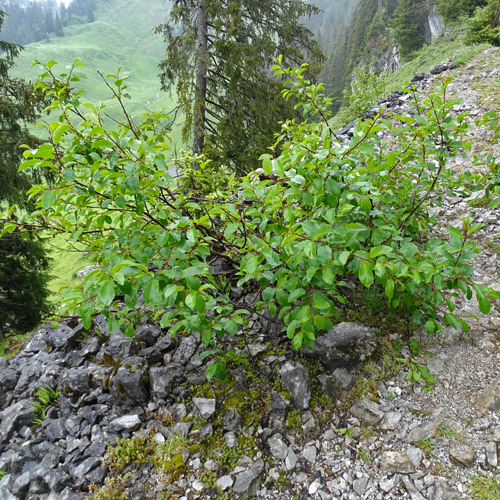Alpen-Kreuzdorn / Rhamnus alpina