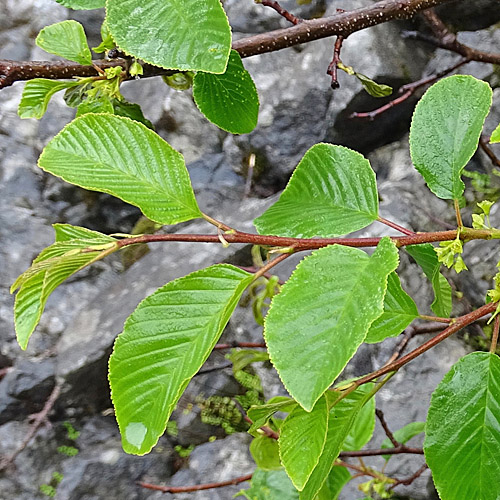 Alpen-Kreuzdorn / Rhamnus alpina