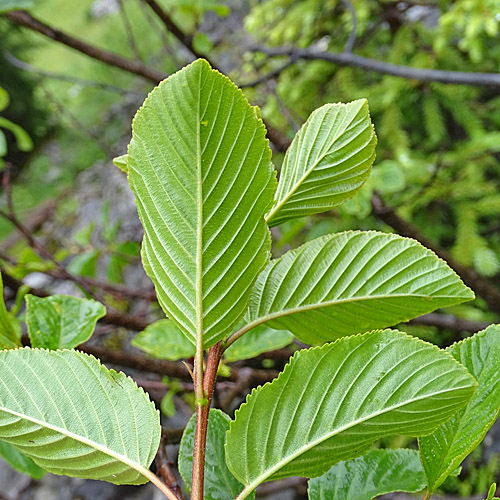 Alpen-Kreuzdorn / Rhamnus alpina