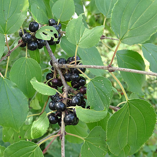 Purgier-Kreuzdorn / Rhamnus cathartica