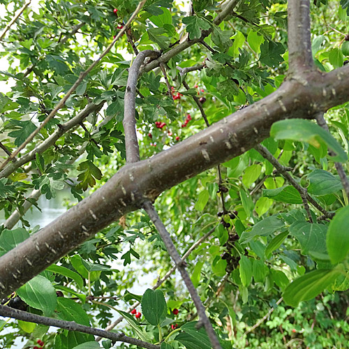 Purgier-Kreuzdorn / Rhamnus cathartica