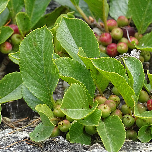 Zwerg-Kreuzdorn / Rhamnus pumila