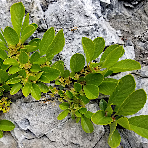 Zwerg-Kreuzdorn / Rhamnus pumila