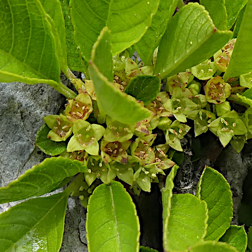 Zwerg-Kreuzdorn / Rhamnus pumila