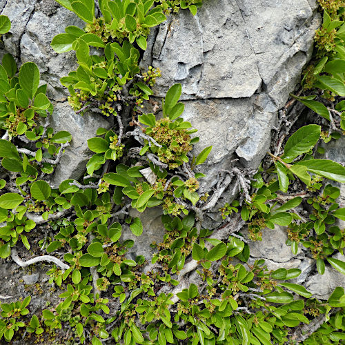 Zwerg-Kreuzdorn / Rhamnus pumila