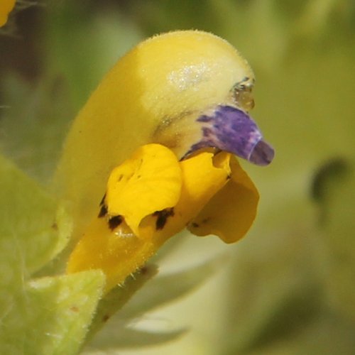 Zottiger Klappertopf / Rhinanthus alectorolophus