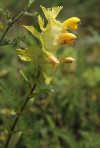 Zottiger Klappertopf / Rhinanthus alectorolophus