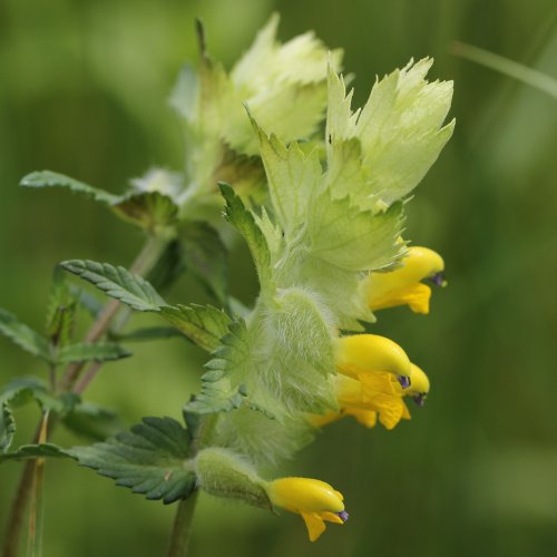 Zottiger Klappertopf / Rhinanthus alectorolophus