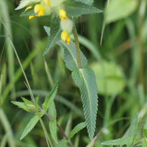 Zottiger Klappertopf / Rhinanthus alectorolophus