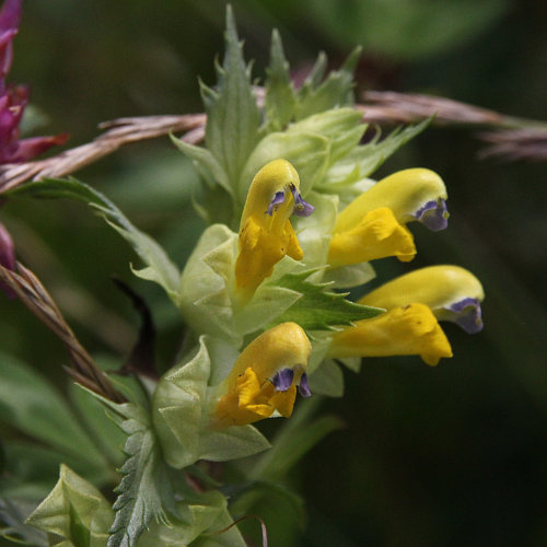 Kahler Klappertopf / Rhinanthus angustifolius