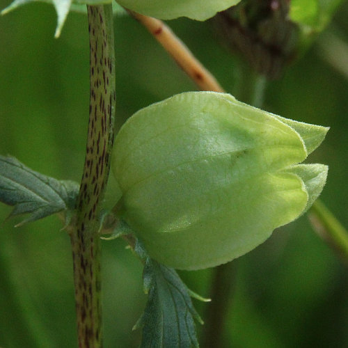 Kahler Klappertopf / Rhinanthus angustifolius