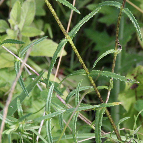 Kahler Klappertopf / Rhinanthus angustifolius