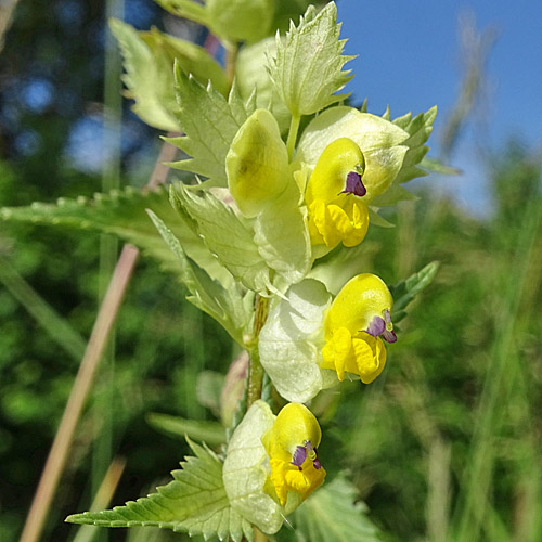 Kahler Klappertopf / Rhinanthus angustifolius