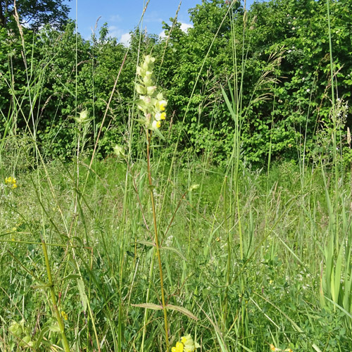 Kahler Klappertopf / Rhinanthus angustifolius