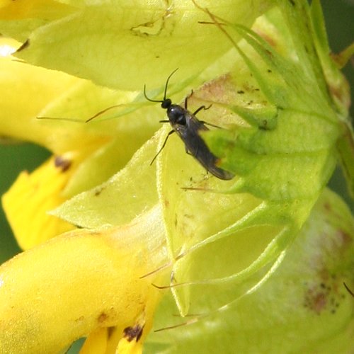 Grannen-Klappertopf / Rhinanthus glacialis