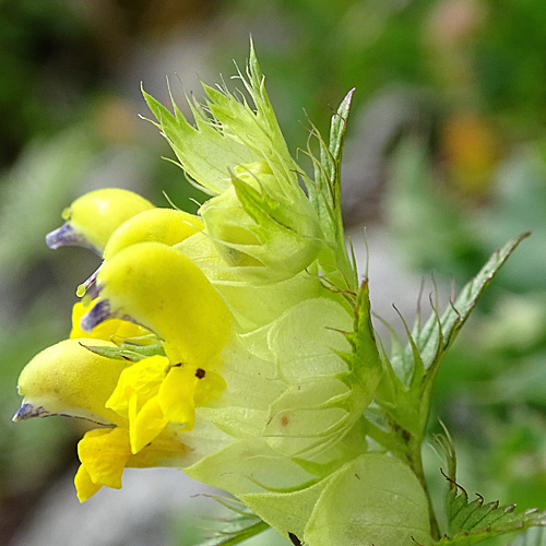 Grannen-Klappertopf / Rhinanthus glacialis