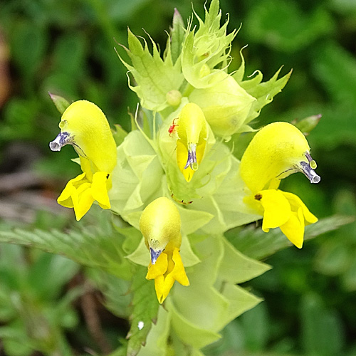 Grannen-Klappertopf / Rhinanthus glacialis