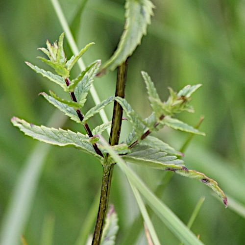 Kleiner Klappertopf / Rhinanthus minor