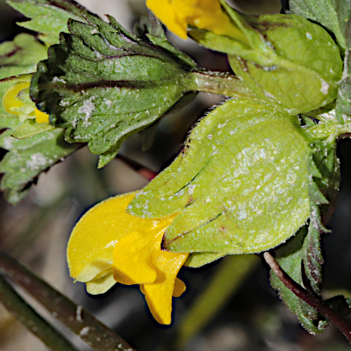 Kleiner Klappertopf / Rhinanthus minor