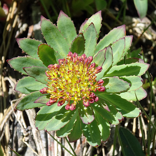 Rosenwurz / Rhodiola rosea