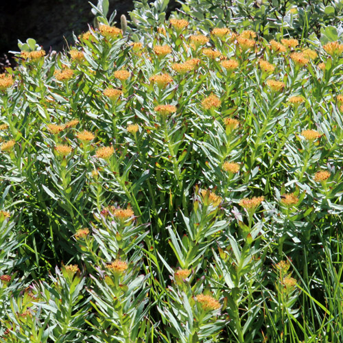 Rosenwurz / Rhodiola rosea