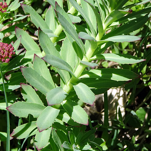 Rosenwurz / Rhodiola rosea